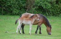 Exmoorpony Stute und Fohlen im Hutewald.JPG