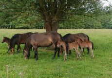 Beweidungsprojekt mit Exmoorponys (Foto: S. Neißkenwirth