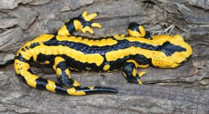 Feuersalamander, Foto Uwe Seidel