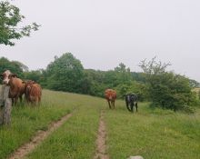 Rinderbeweidung in der Rühler Schweiz (Foto: S. Neißkenwirth)