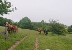 Rinderbeweidung in der Rühler Schweiz (Foto: S. Neißkenwirth)