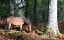 Exmoorpony im Hutewald.JPG