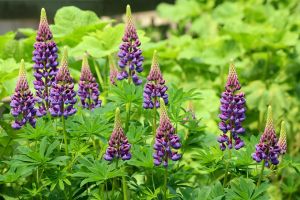 Vielblättrige Lupine, Quelle pixabay