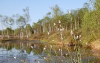 Wollgras im Hochmoor Mecklenbruch.JPG