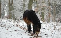 Exmoorpony im Hutewald im Winter.JPG