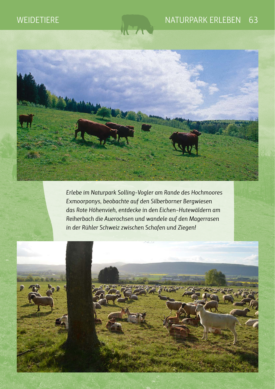 Vorschau Naturparkbuch Seite 63